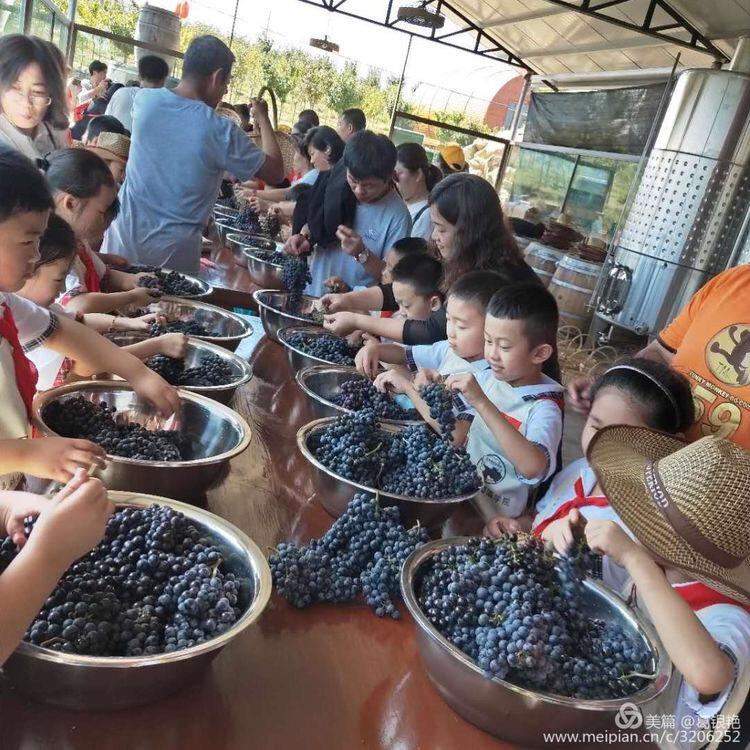 海岸葡萄庄园怎么样_海岸葡萄庄园骗局_海岸骗局庄园葡萄是真的吗