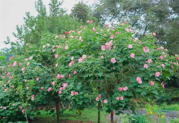 招聘 百日千万网络招聘|山西锦烁生物医药科技有限公司