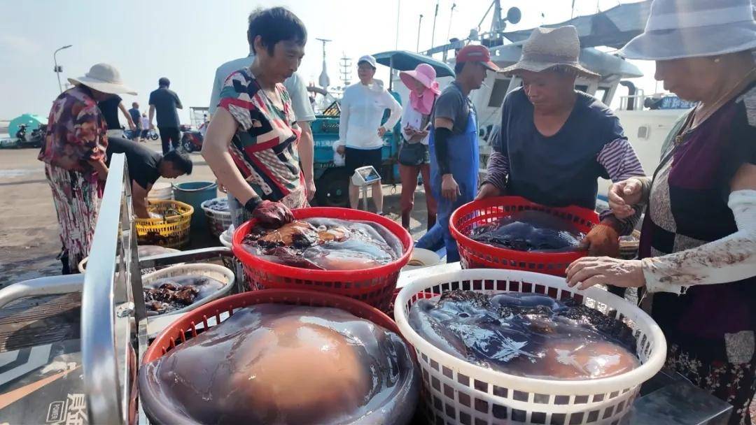 “50年一遇！”每天能捕数千斤，正大量上市……_“50年一遇！”每天能捕数千斤，正大量上市……_