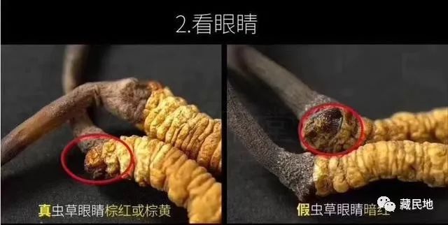 藏草源梅邦虫草精骗局_藏草源牌梅邦虫草精骗局_藏梅邦虫草精口服液