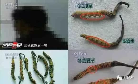 藏梅邦虫草精口服液_藏草源梅邦虫草精骗局_藏草源牌梅邦虫草精骗局