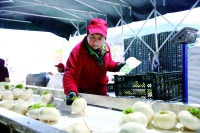 重庆市綦江区赶水镇双丰村：荒地开垦种出“金疙瘩”_重庆市綦江区赶水镇双丰村：荒地开垦种出“金疙瘩”_