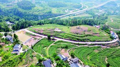 重庆市綦江区赶水镇双丰村：荒地开垦种出“金疙瘩”__重庆市綦江区赶水镇双丰村：荒地开垦种出“金疙瘩”