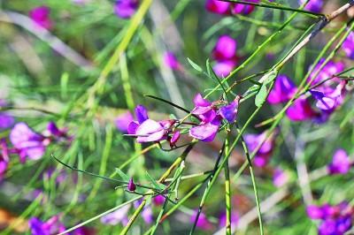 沙漠植物花棒__沙漠花棒图片