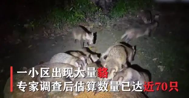 废铝镍催化剂_废镍催化剂回收利用提炼工艺_镍铝催化剂化学成分