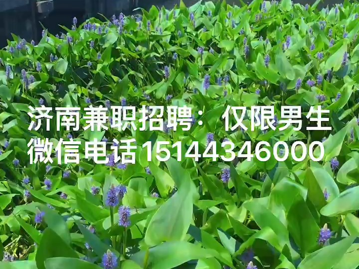 招人_公会招人广告_帮会招人广告