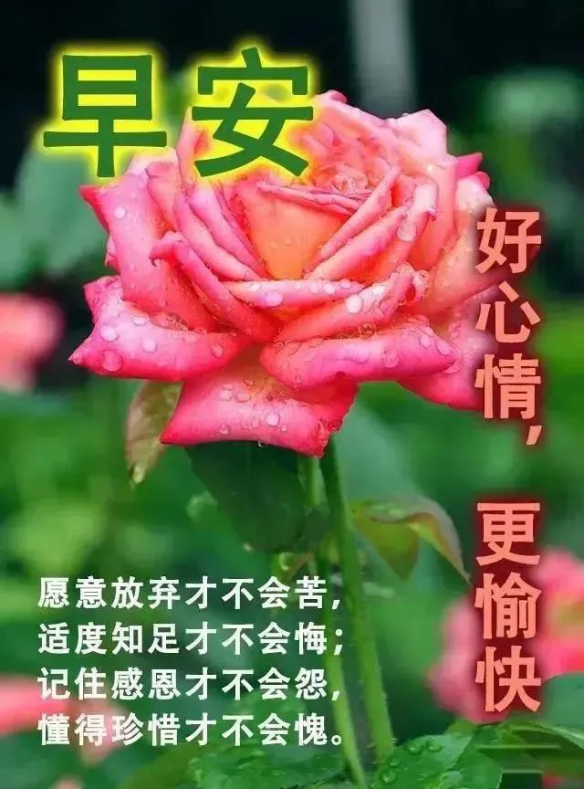 心灵鸡汤花园_花少中的心灵鸡汤_少看些心灵鸡汤