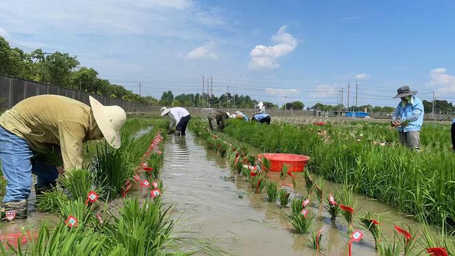 _植物抗病基因主要类型_国内外农药喷雾使用历史