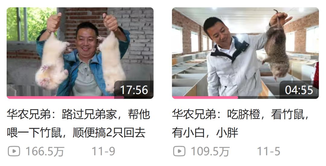 _华农兄弟的竹鼠回归，为什么让百万网友泪目？_华农兄弟的竹鼠回归，为什么让百万网友泪目？