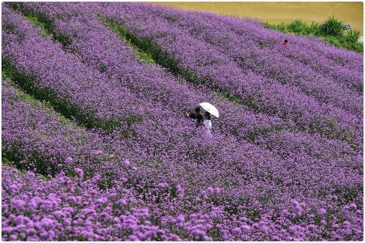 _30岁四川姑娘晒“未婚独居的家”：60㎡小两室，一个人住乱中有序_30岁四川姑娘晒“未婚独居的家”：60㎡小两室，一个人住乱中有序