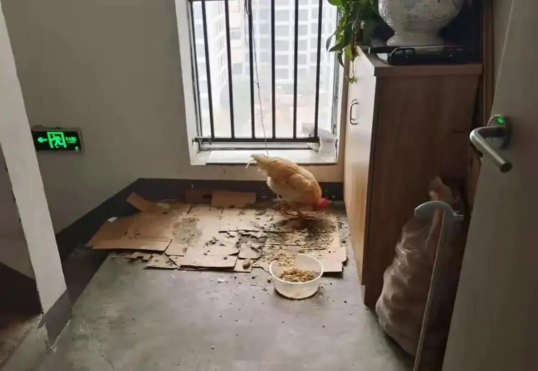 住户占用楼道给谁投诉__业主占用楼道