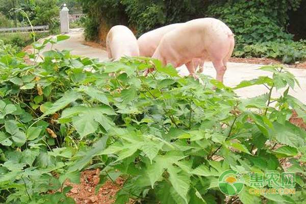 饲料构树的种植方法_构树饲料是骗局_构树饲料加工