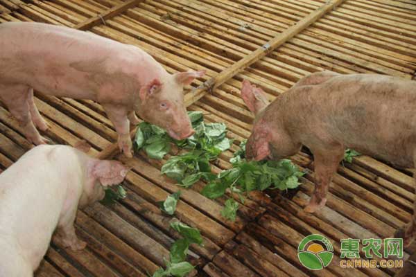 饲料构树的种植方法_构树饲料是骗局_构树饲料加工