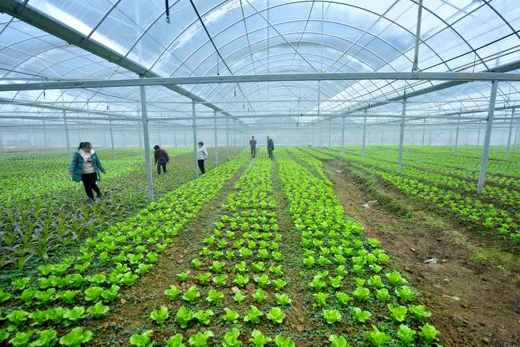 钢结构蔬菜大棚施工方案_蔬菜钢构大棚多少钱一平方_钢结构蔬菜大棚造价