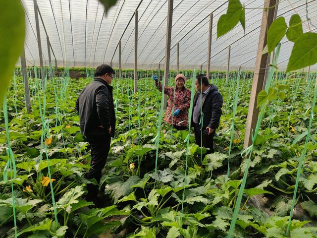 蔬菜钢构大棚多少钱一平方_钢结构蔬菜大棚施工方案_钢结构蔬菜大棚造价