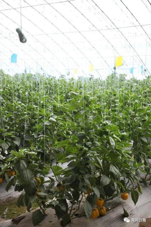 蔬菜大棚钢结构厂家_蔬菜大棚钢结构价格_钢结构蔬菜大棚