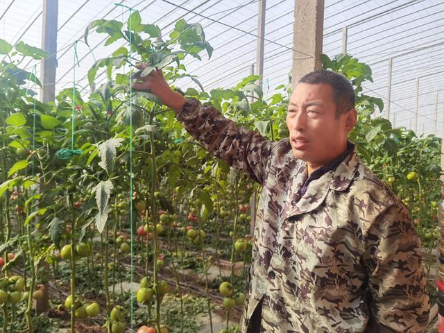 钢结构蔬菜大棚_蔬菜大棚钢结构价格_蔬菜大棚钢结构厂家