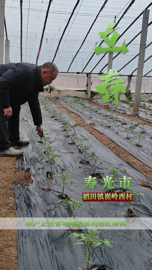 钢结构蔬菜大棚_蔬菜大棚钢结构厂家_蔬菜大棚钢结构价格