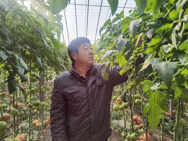 钢结构蔬菜大棚_蔬菜大棚钢结构厂家_蔬菜大棚钢结构价格