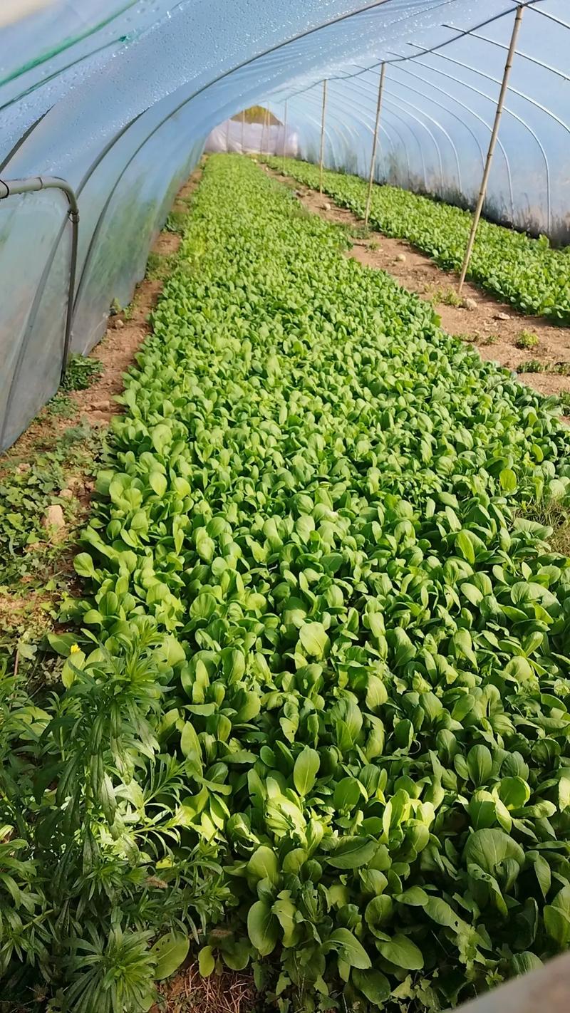 蔬菜大棚钢结构价格_钢结构蔬菜大棚_蔬菜大棚钢结构厂家