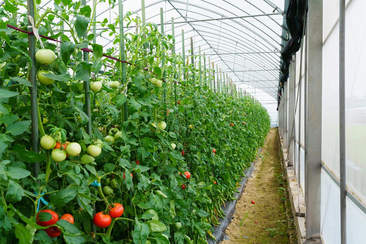 钢结构蔬菜大棚_蔬菜大棚钢结构价格_蔬菜大棚钢结构厂家