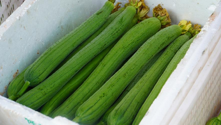 蔬菜大棚钢结构设计_钢结构蔬菜大棚_蔬菜大棚钢结构价格