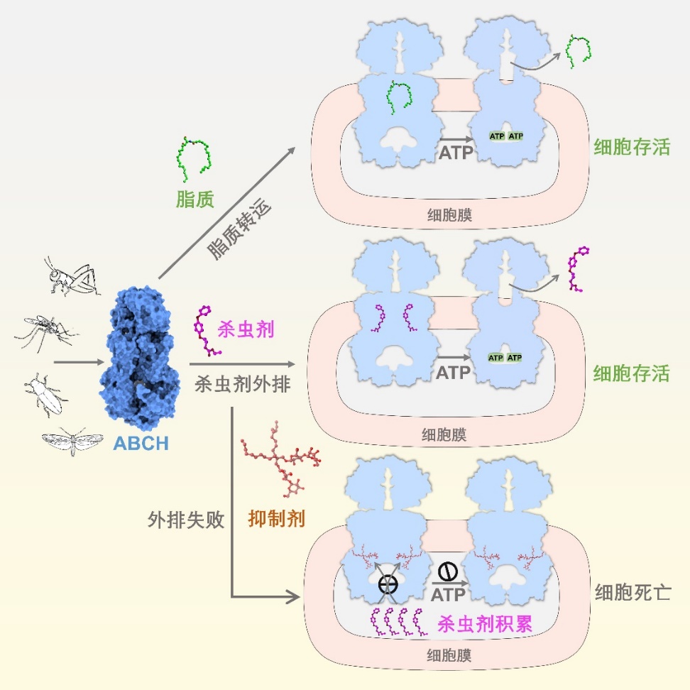 害虫抗药性形成的学说有__揭示科学害虫成果抗药关键措施