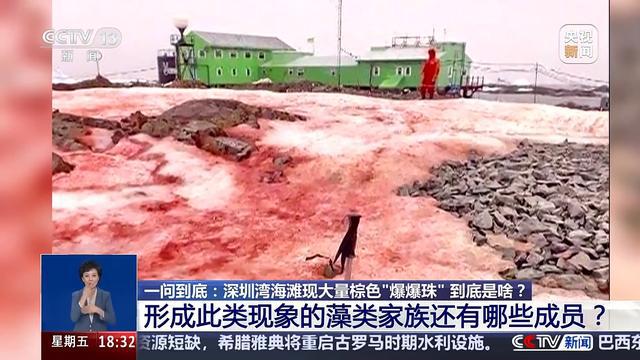 最近海水中为什么出现“爆爆珠”？__海水暴退