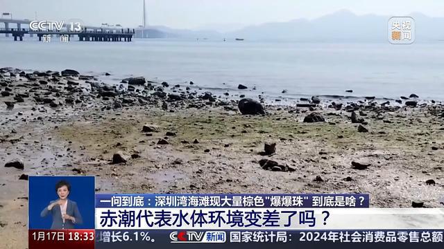 _海水暴退_最近海水中为什么出现“爆爆珠”？