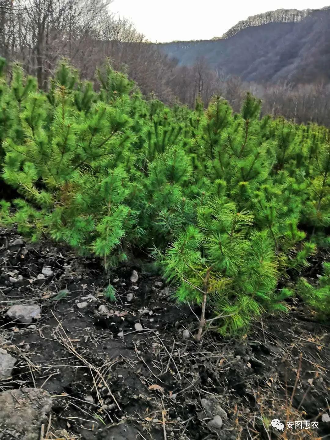 出售二手彩钢房六个_二手彩钢房活动房_二手彩钢活动房大量出售