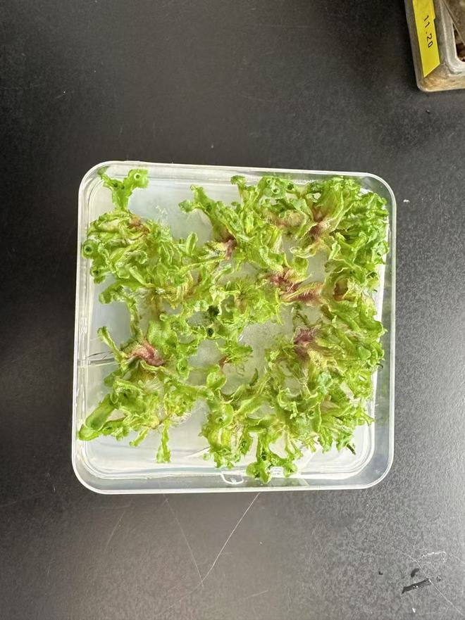 _植物施化肥有什么作用_化肥离植物近会把植物烧死吗