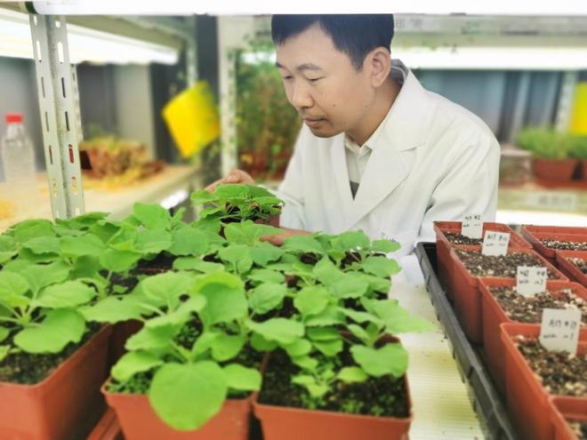 化肥离植物近会把植物烧死吗_植物施化肥有什么作用_