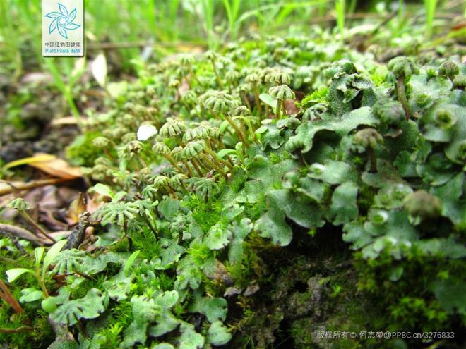 化肥离植物近会把植物烧死吗__植物施化肥有什么作用