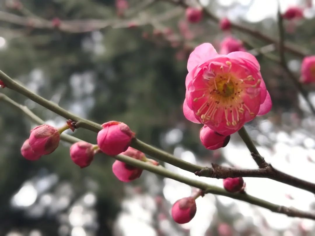 芜湖市荟萃中学是公办学校吗_芜湖荟萃中学网_芜湖荟萃中学网站