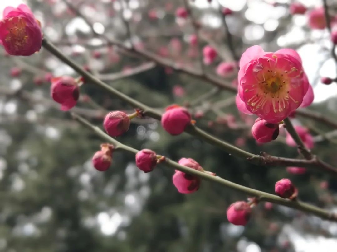 芜湖市荟萃中学是公办学校吗_芜湖荟萃中学网_芜湖荟萃中学网站