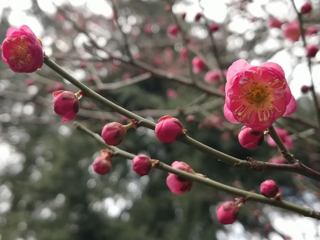 芜湖荟萃中学网站_芜湖市荟萃中学是公办学校吗_芜湖荟萃中学网