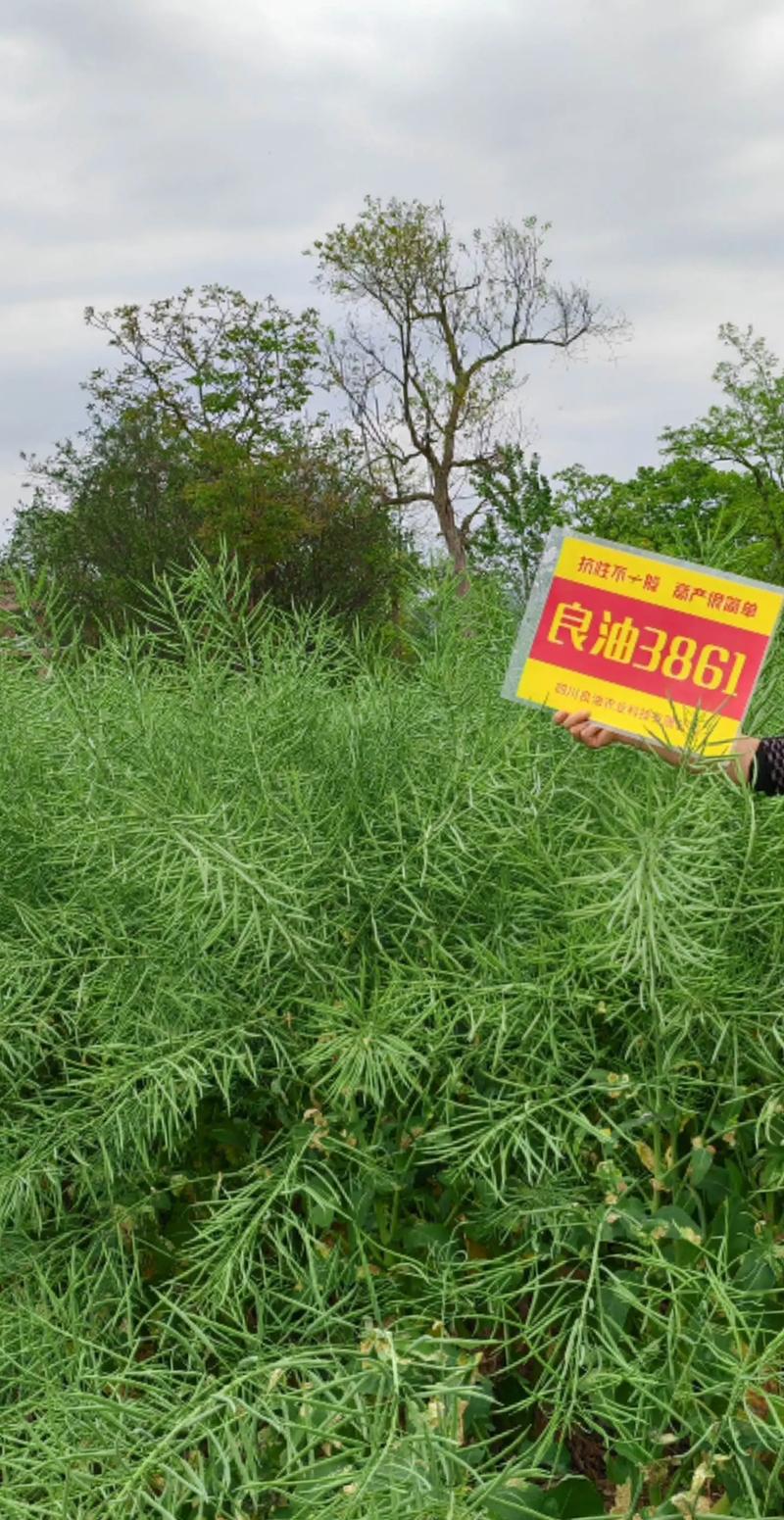 四川钢结构企业名录_四川有哪些钢结构公司_四川钢结构厂排名