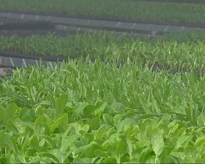 无土栽培蔬菜投资骗局_蔬菜无土栽培加盟_无土栽培蔬菜骗局