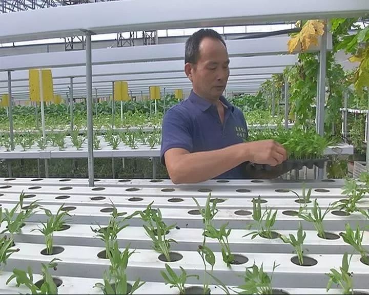 蔬菜无土栽培加盟_无土栽培蔬菜骗局_无土栽培蔬菜投资骗局