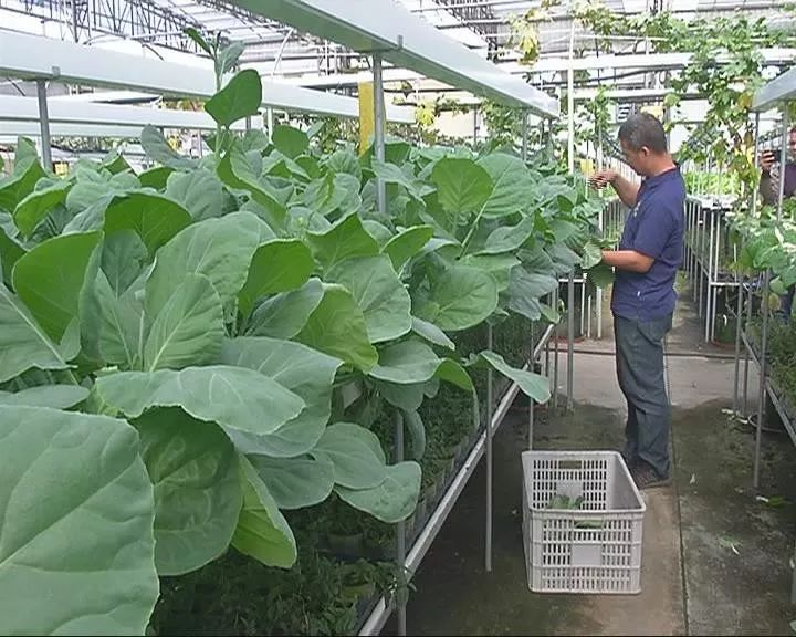 无土栽培蔬菜骗局_蔬菜无土栽培加盟_无土栽培蔬菜投资骗局