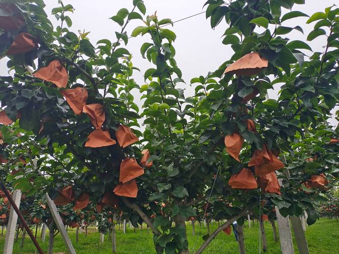 钢结构棚架_钢结构棚架图纸_钢结构棚架高清图片