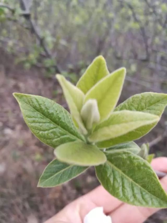 翅果油树的功效与作用_翅果油树是骗局吗_翅果油树是骗局吗东北