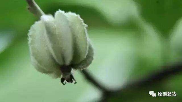 翅果油树的功效与作用_翅果油树是骗局吗_翅果油树是骗局吗东北