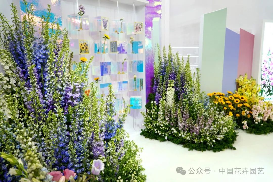 展会_展会2025年展览会_展会总结