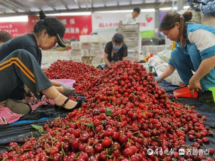 烟台产地樱桃是哪里_樱桃烟台产地_山东烟台樱桃的产地主要在哪里