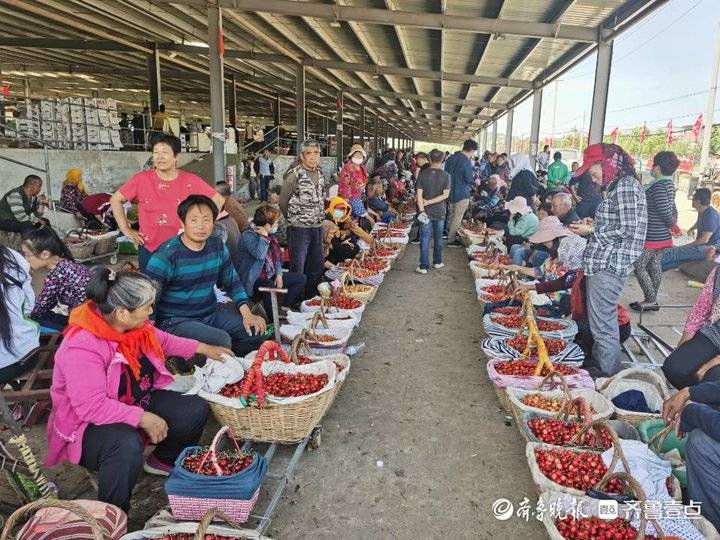 烟台产地樱桃是哪里_山东烟台樱桃的产地主要在哪里_樱桃烟台产地