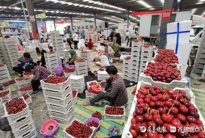 樱桃烟台产地_山东烟台樱桃的产地主要在哪里_烟台产地樱桃是哪里