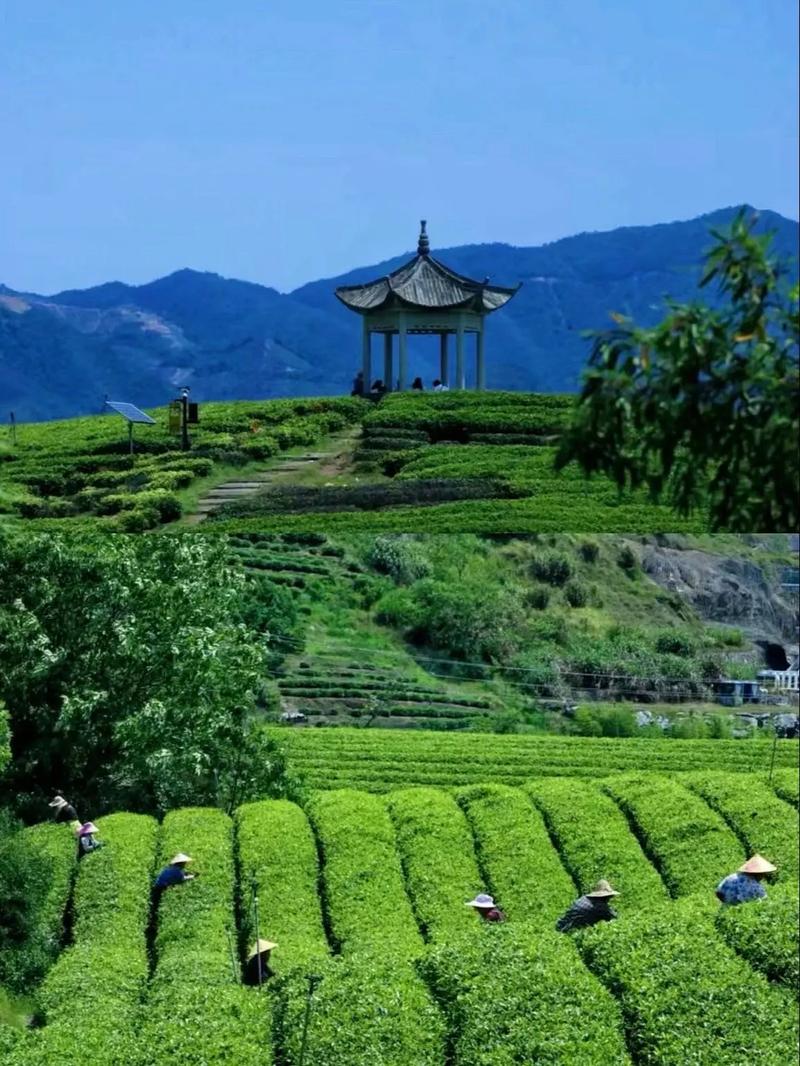 松阳工作_智慧茶园技术与应用_松阳香茶种植环境