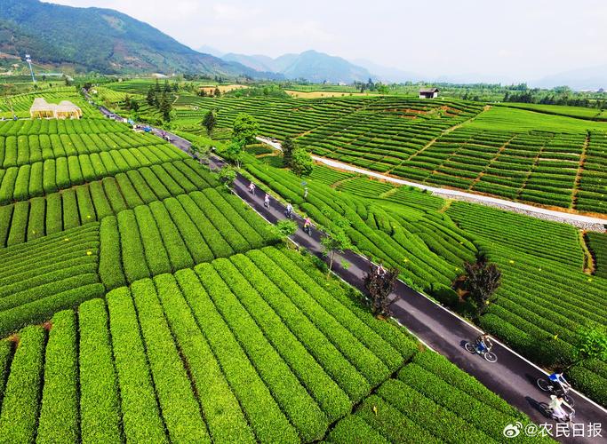 松阳工作_松阳香茶种植环境_智慧茶园技术与应用