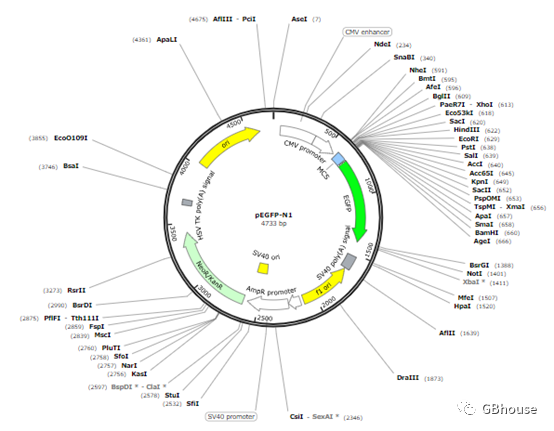 dnastar lasergene_基因编辑过表达应用_基因过表达技术